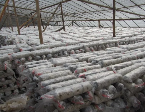 正確處理三伏天袋栽食用菌出現(xiàn)病害